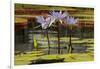 Water Lily and lily pads, Minneapolis, Minnesota-Adam Jones-Framed Photographic Print