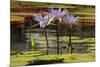 Water Lily and lily pads, Minneapolis, Minnesota-Adam Jones-Mounted Premium Photographic Print