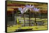 Water Lily and lily pads, Minneapolis, Minnesota-Adam Jones-Framed Stretched Canvas