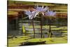 Water Lily and lily pads, Minneapolis, Minnesota-Adam Jones-Stretched Canvas