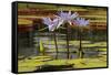 Water Lily and lily pads, Minneapolis, Minnesota-Adam Jones-Framed Stretched Canvas