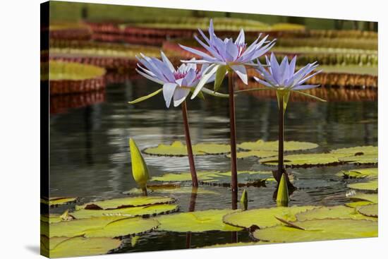 Water Lily and lily pads, Minneapolis, Minnesota-Adam Jones-Stretched Canvas