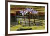 Water Lily and lily pads, Minneapolis, Minnesota-Adam Jones-Framed Photographic Print