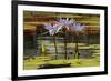 Water Lily and lily pads, Minneapolis, Minnesota-Adam Jones-Framed Photographic Print