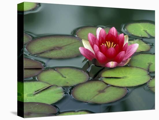 Water Lily and Pods at the Woodland Park Zoo Rose Garden, Washington, USA-Jamie & Judy Wild-Stretched Canvas