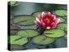 Water Lily and Pods at the Woodland Park Zoo Rose Garden, Washington, USA-Jamie & Judy Wild-Stretched Canvas