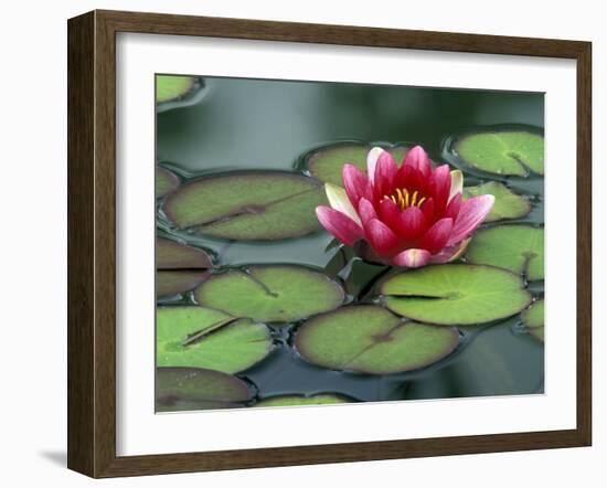 Water Lily and Pods at the Woodland Park Zoo Rose Garden, Washington, USA-Jamie & Judy Wild-Framed Premium Photographic Print