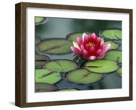 Water Lily and Pods at the Woodland Park Zoo Rose Garden, Washington, USA-Jamie & Judy Wild-Framed Premium Photographic Print