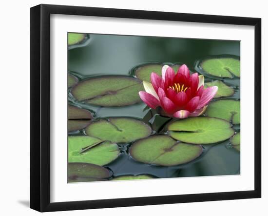 Water Lily and Pods at the Woodland Park Zoo Rose Garden, Washington, USA-Jamie & Judy Wild-Framed Premium Photographic Print