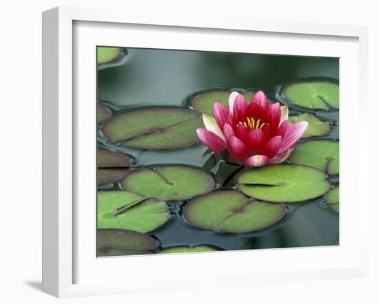 Water Lily and Pods at the Woodland Park Zoo Rose Garden, Washington, USA-Jamie & Judy Wild-Framed Premium Photographic Print