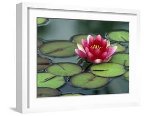 Water Lily and Pods at the Woodland Park Zoo Rose Garden, Washington, USA-Jamie & Judy Wild-Framed Premium Photographic Print