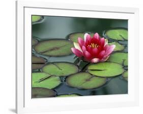 Water Lily and Pods at the Woodland Park Zoo Rose Garden, Washington, USA-Jamie & Judy Wild-Framed Photographic Print