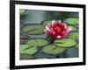 Water Lily and Pods at the Woodland Park Zoo Rose Garden, Washington, USA-Jamie & Judy Wild-Framed Photographic Print