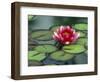 Water Lily and Pods at the Woodland Park Zoo Rose Garden, Washington, USA-Jamie & Judy Wild-Framed Photographic Print