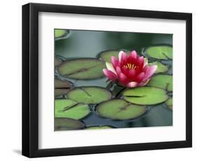 Water Lily and Pods at the Woodland Park Zoo Rose Garden, Washington, USA-Jamie & Judy Wild-Framed Photographic Print