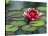 Water Lily and Pods at the Woodland Park Zoo Rose Garden, Washington, USA-Jamie & Judy Wild-Stretched Canvas