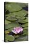 Water Lily at Rapaura Water Gardens-Stuart-Stretched Canvas