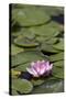 Water Lily at Rapaura Water Gardens-Stuart-Stretched Canvas