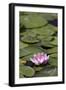 Water Lily at Rapaura Water Gardens-Stuart-Framed Photographic Print