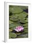 Water Lily at Rapaura Water Gardens-Stuart-Framed Photographic Print