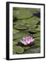 Water Lily at Rapaura Water Gardens-Stuart-Framed Photographic Print