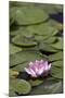 Water Lily at Rapaura Water Gardens-Stuart-Mounted Photographic Print