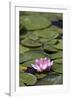 Water Lily at Rapaura Water Gardens-Stuart-Framed Photographic Print