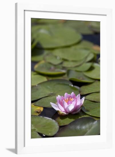 Water Lily at Rapaura Water Gardens-Stuart-Framed Photographic Print