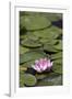 Water Lily at Rapaura Water Gardens-Stuart-Framed Photographic Print