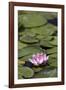 Water Lily at Rapaura Water Gardens-Stuart-Framed Photographic Print