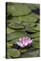 Water Lily at Rapaura Water Gardens-Stuart-Stretched Canvas