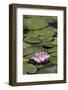 Water Lily at Rapaura Water Gardens-Stuart-Framed Photographic Print