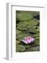 Water Lily at Rapaura Water Gardens-Stuart-Framed Photographic Print