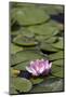 Water Lily at Rapaura Water Gardens-Stuart-Mounted Photographic Print