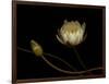 Water Lily B: Floating Water Lily Blossom-Doris Mitsch-Framed Photographic Print