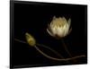 Water Lily B: Floating Water Lily Blossom-Doris Mitsch-Framed Photographic Print