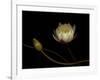 Water Lily B: Floating Water Lily Blossom-Doris Mitsch-Framed Photographic Print