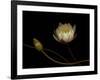 Water Lily B: Floating Water Lily Blossom-Doris Mitsch-Framed Photographic Print