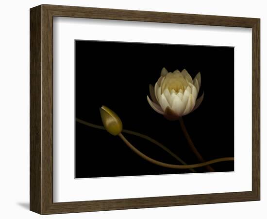 Water Lily B: Floating Water Lily Blossom-Doris Mitsch-Framed Photographic Print