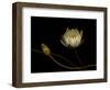 Water Lily B: Floating Water Lily Blossom-Doris Mitsch-Framed Photographic Print