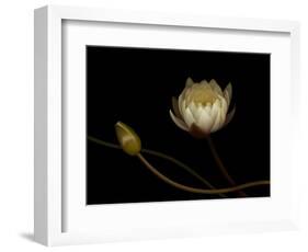 Water Lily B: Floating Water Lily Blossom-Doris Mitsch-Framed Photographic Print