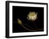 Water Lily B: Floating Water Lily Blossom-Doris Mitsch-Framed Premium Photographic Print