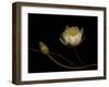 Water Lily B: Floating Water Lily Blossom-Doris Mitsch-Framed Photographic Print