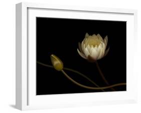 Water Lily B: Floating Water Lily Blossom-Doris Mitsch-Framed Photographic Print