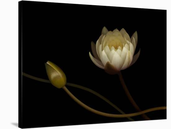 Water Lily B: Floating Water Lily Blossom-Doris Mitsch-Stretched Canvas