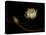 Water Lily B: Floating Water Lily Blossom-Doris Mitsch-Stretched Canvas