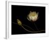 Water Lily B: Floating Water Lily Blossom-Doris Mitsch-Framed Photographic Print