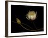 Water Lily B: Floating Water Lily Blossom-Doris Mitsch-Framed Photographic Print