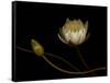Water Lily B: Floating Water Lily Blossom-Doris Mitsch-Framed Stretched Canvas