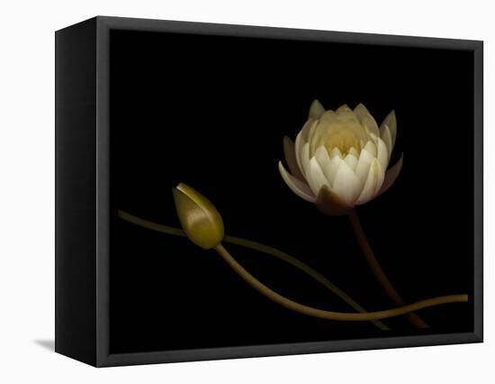 Water Lily B: Floating Water Lily Blossom-Doris Mitsch-Framed Stretched Canvas